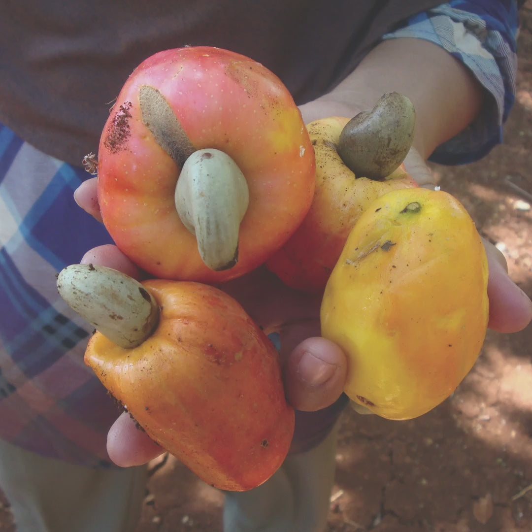 Load video: Various photos of the cashew and almond farms and their production processes